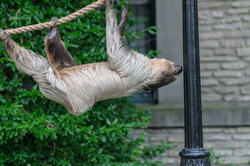 Why Sloths? The Inspiration Behind Sloth World