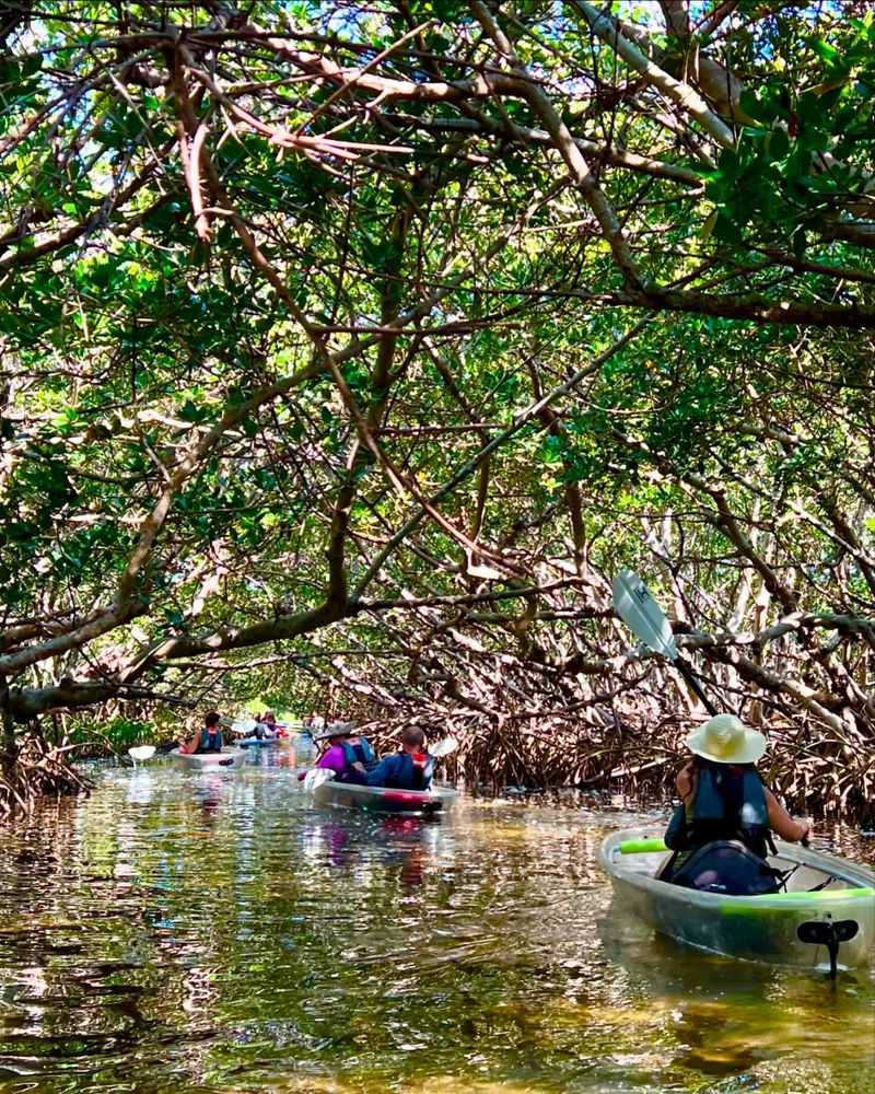 Kayaking Through Mangrove Tunnels
