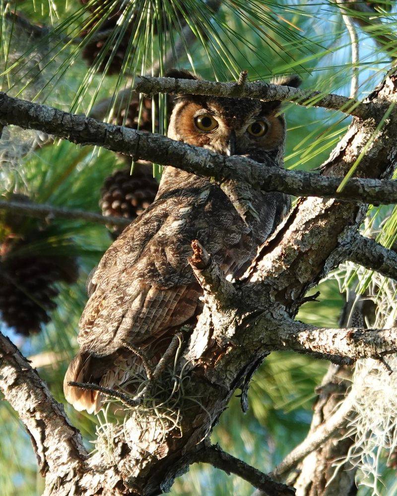 Bird-Watching Along the Great Florida Birding Trail