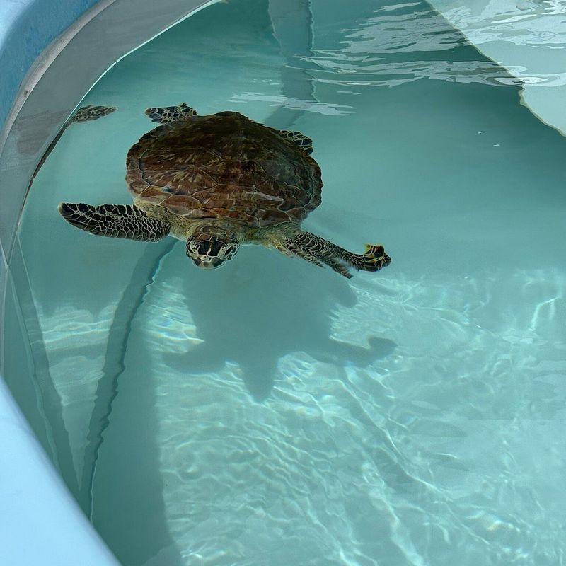 The Best Time of Year to See Sea Turtles Here