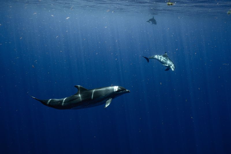 Grayton Beach — Santa Rosa Beach (30A), FL