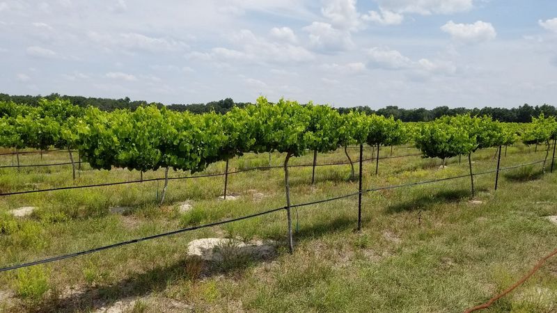Strong Tower Vineyard & Winery – Spring Hill