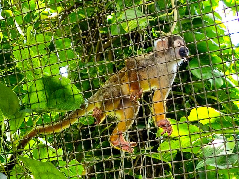 Monkey Jungle (Miami)