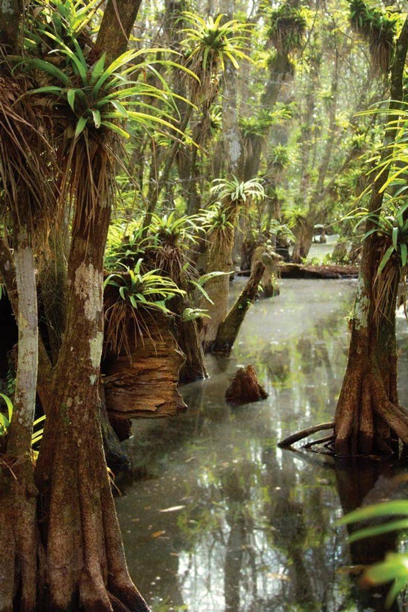 Fakahatchee Strand Preserve (Copeland)