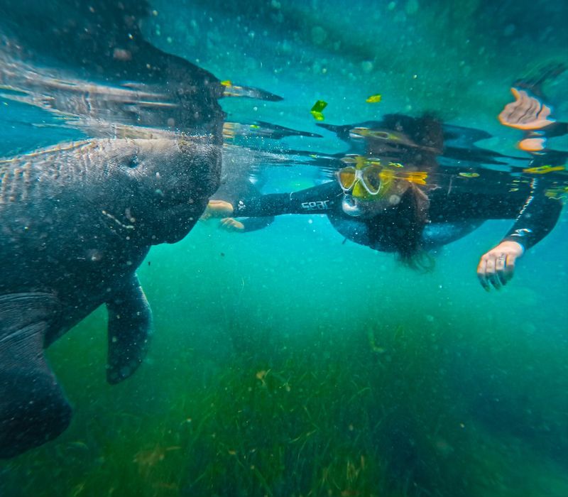 Swim with manatees in Crystal River