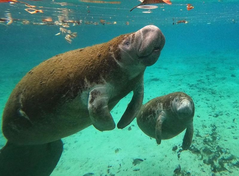See Manatees in the Wild