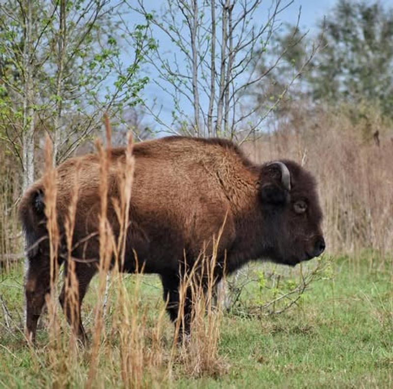 See ecosystems that feel like African savanna or western prairie
