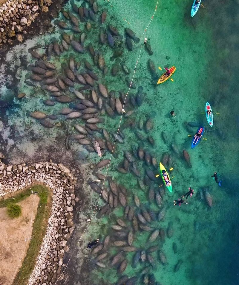 Three Sisters Springs boardwalk — Crystal River