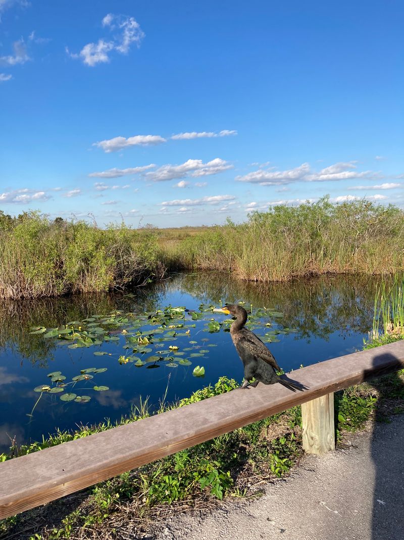Everglades National Park – Anhinga Trail