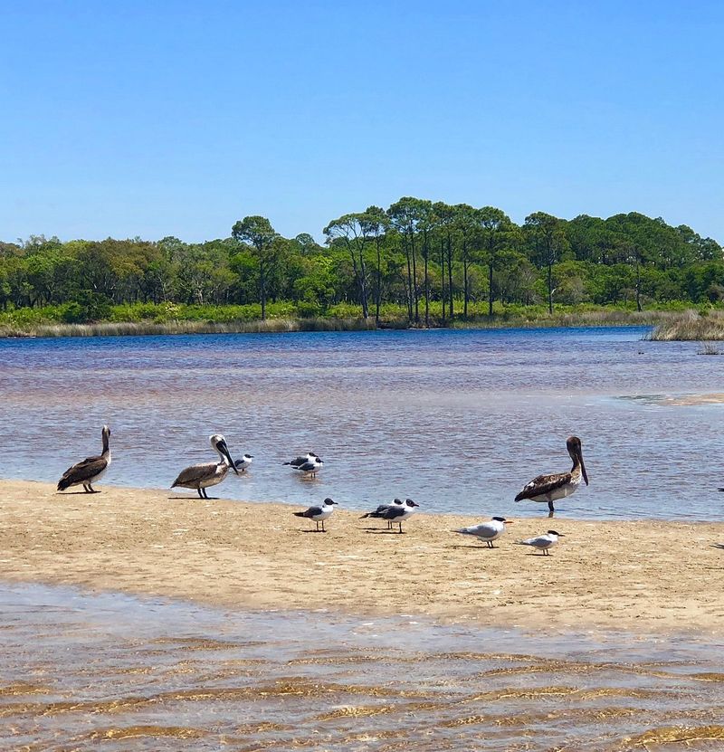 Inlet Beach & Camp Helen State Park