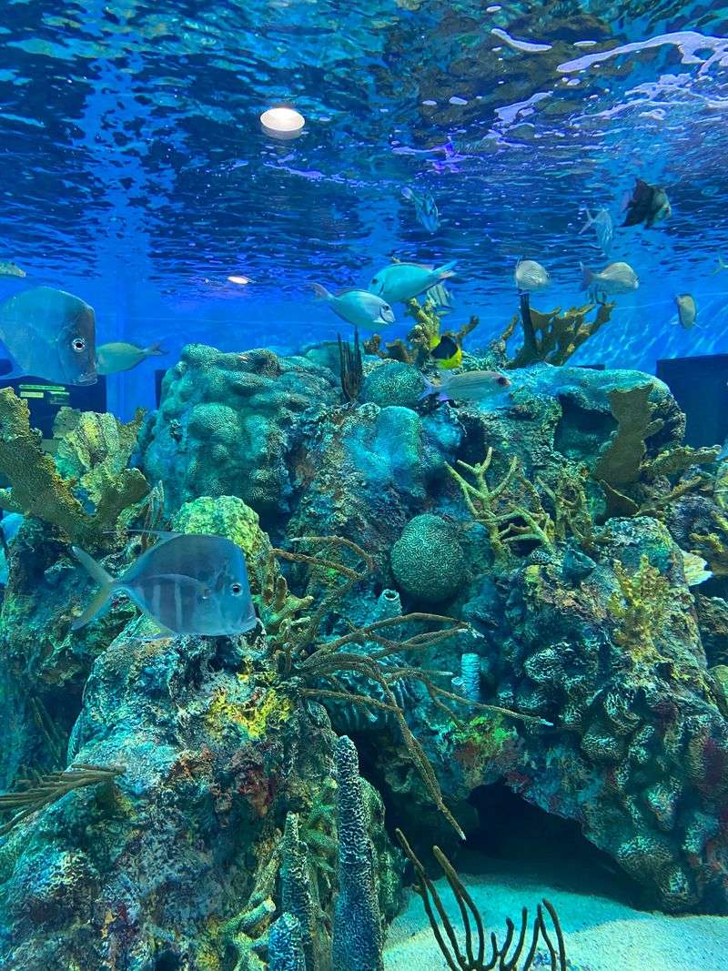 John Pennekamp Coral Reef State Park (Key Largo)