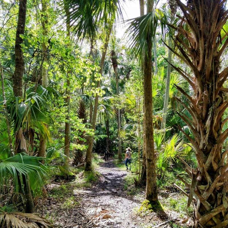 Black Hammock Wilderness Area