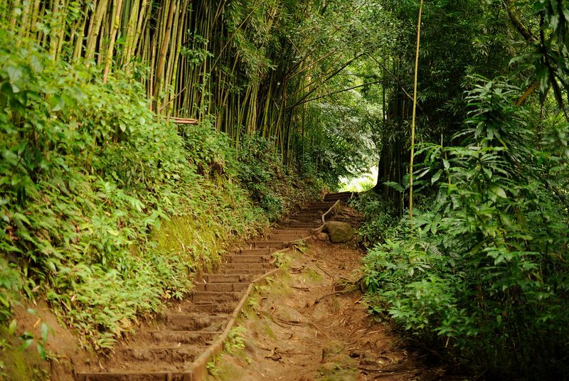 Hike Manoa Falls Trail (Oahu)