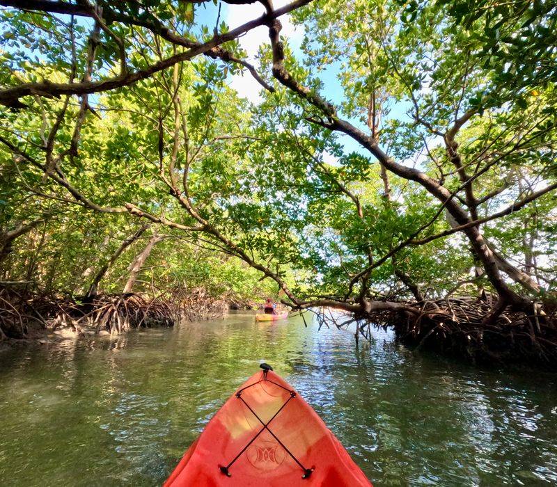 Kayak or paddleboard the mangroves