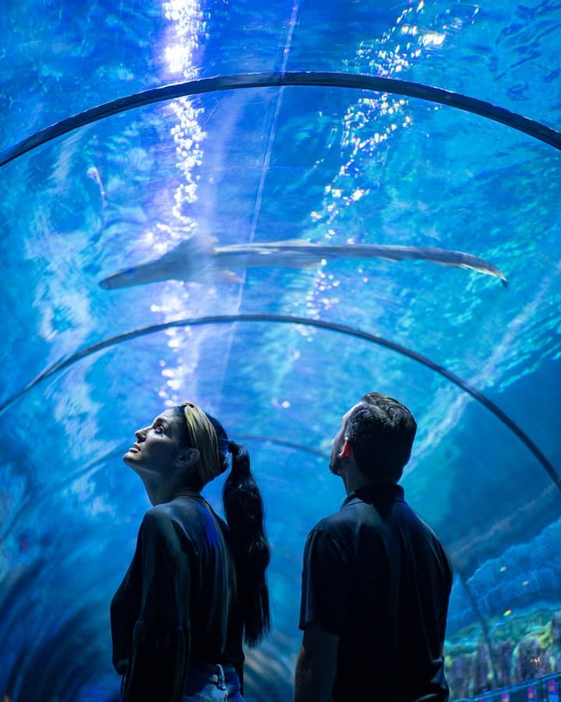 Shark Encounter Tunnel – SeaWorld Orlando