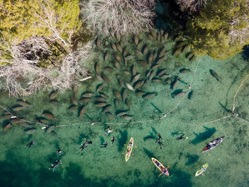 Swim with Manatees in Crystal River