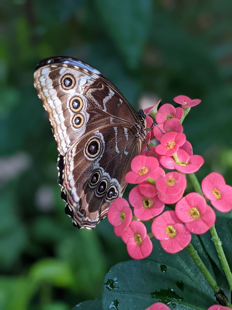Key West Butterfly & Nature Conservatory – Key West, FL