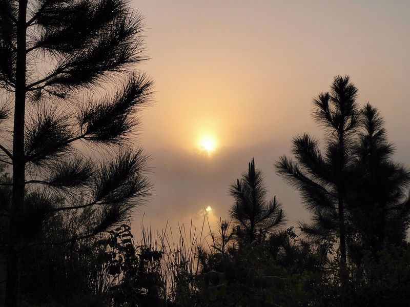 Take an Evening Nature Walk to Observe Nocturnal Animals