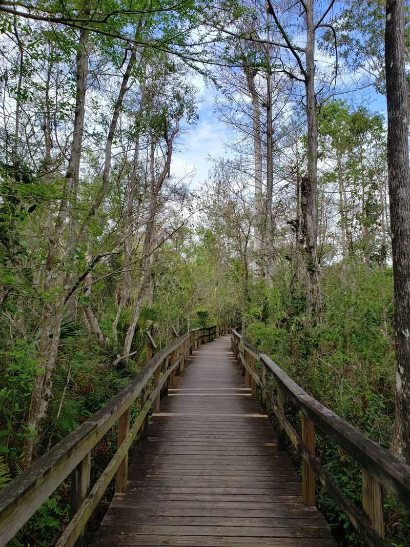 Fakahatchee Strand Preserve State Park