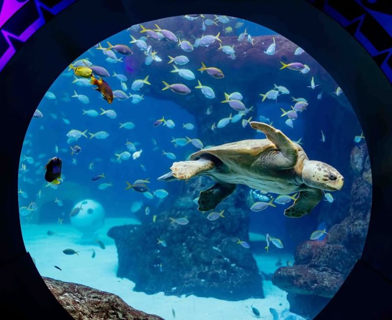 The Florida Aquarium – Tampa