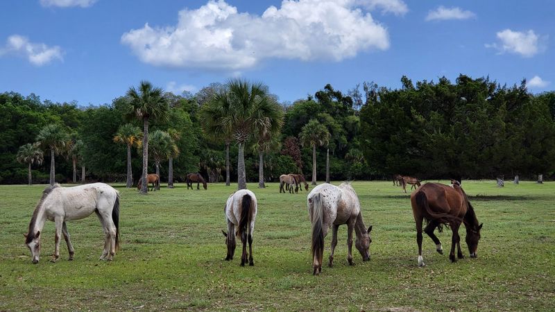 Cumberland Island National Seashore (via St. Marys, GA)