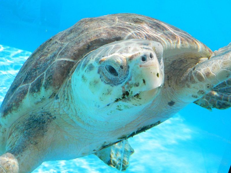 Why This Florida Town Is a Hotspot for Sea Turtle Activity