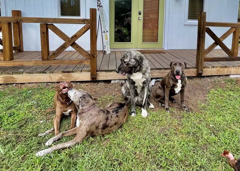 Belly Rubs and Animal Therapy Benefits