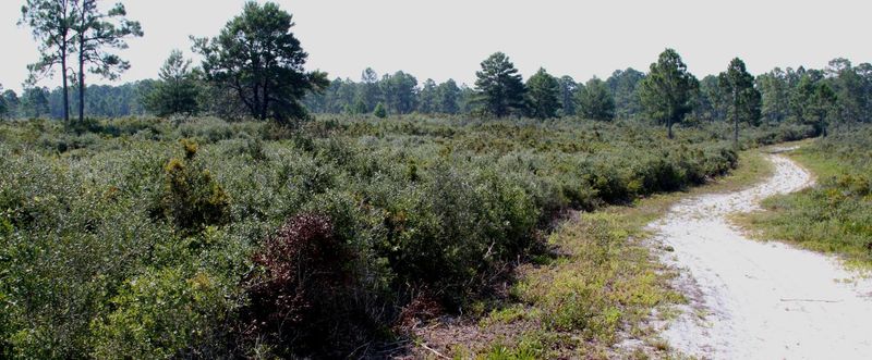 Cedar Key Scrub State Reserve (Gulf Coast)