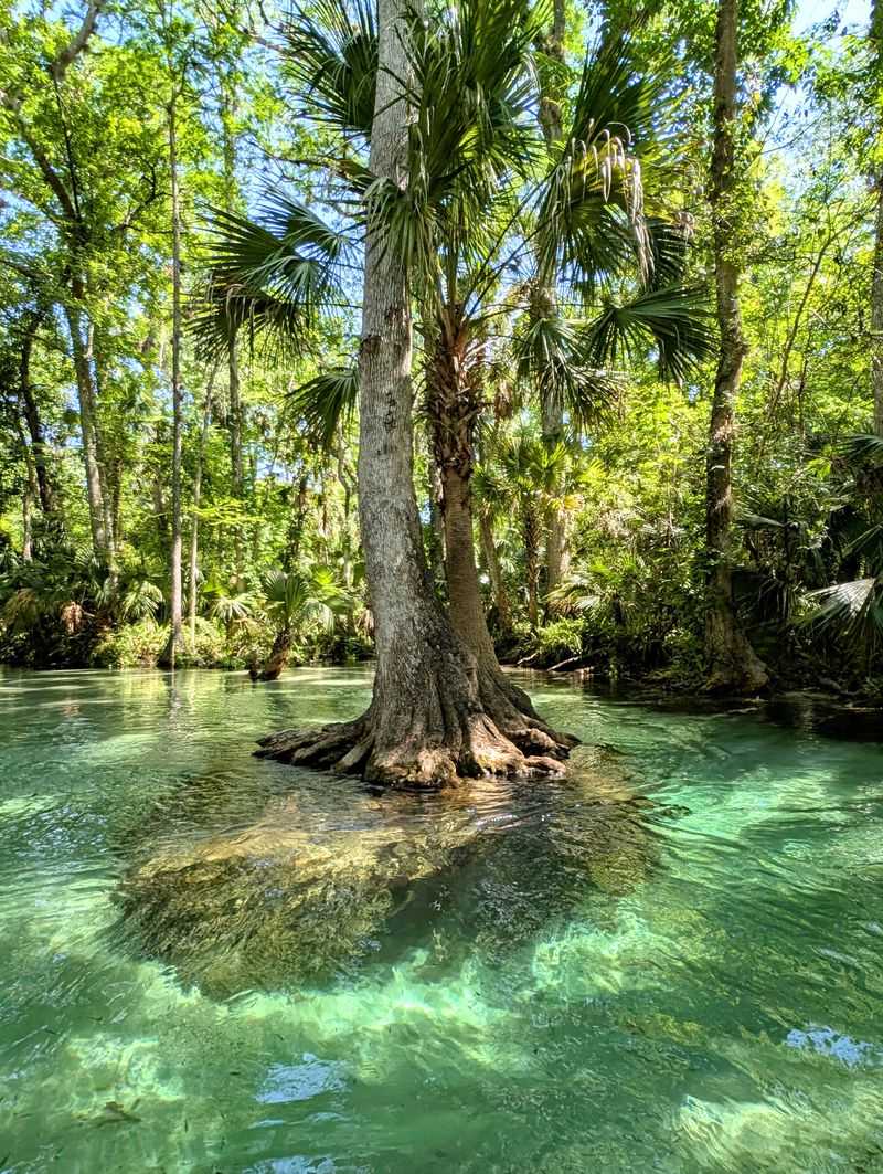 Swim in Wekiwa Springs State Park