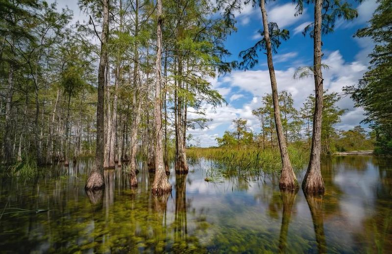 Big Cypress National Preserve