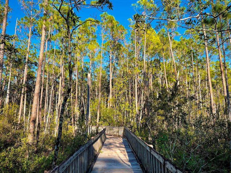 Do an easy, shaded hike near Disney
