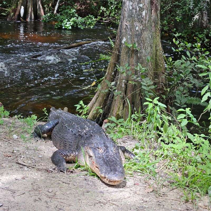 Big Cypress National Preserve 