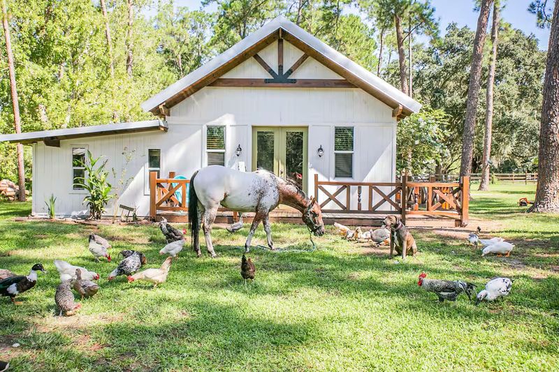 Meet the Friendly Horses Who Call This Home