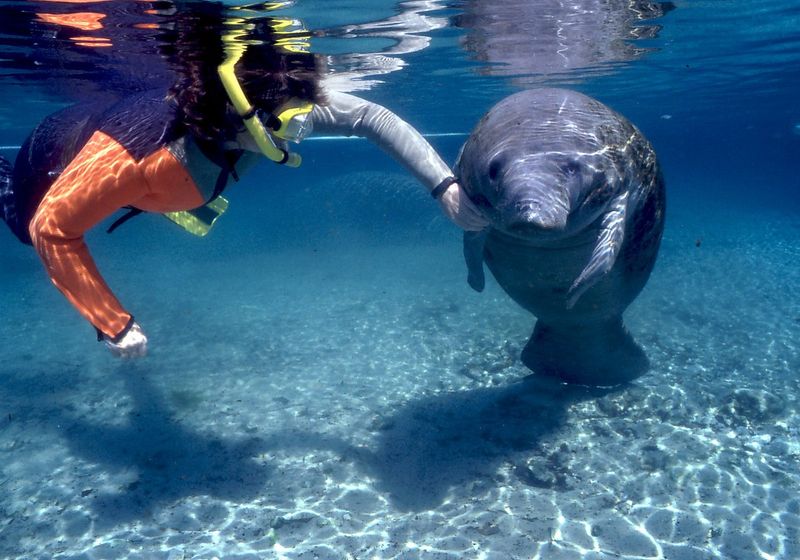 Homosassa Manatee Snorkeling Center — Homosassa