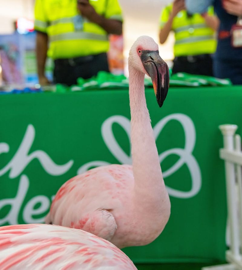 Busch Gardens Tampa Bay