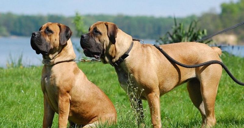 Boerboel
