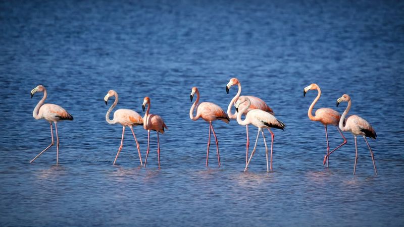 Southwest Florida coastal refuges (Sanibel/Captiva, Ding Darling area)