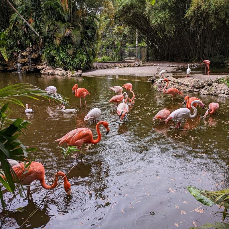 Flamingo Gardens (Davie / Fort Lauderdale area)