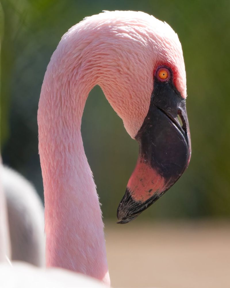 Naples Zoo at Caribbean Gardens