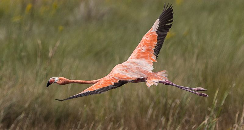 St. Marks National Wildlife Refuge (Panhandle)